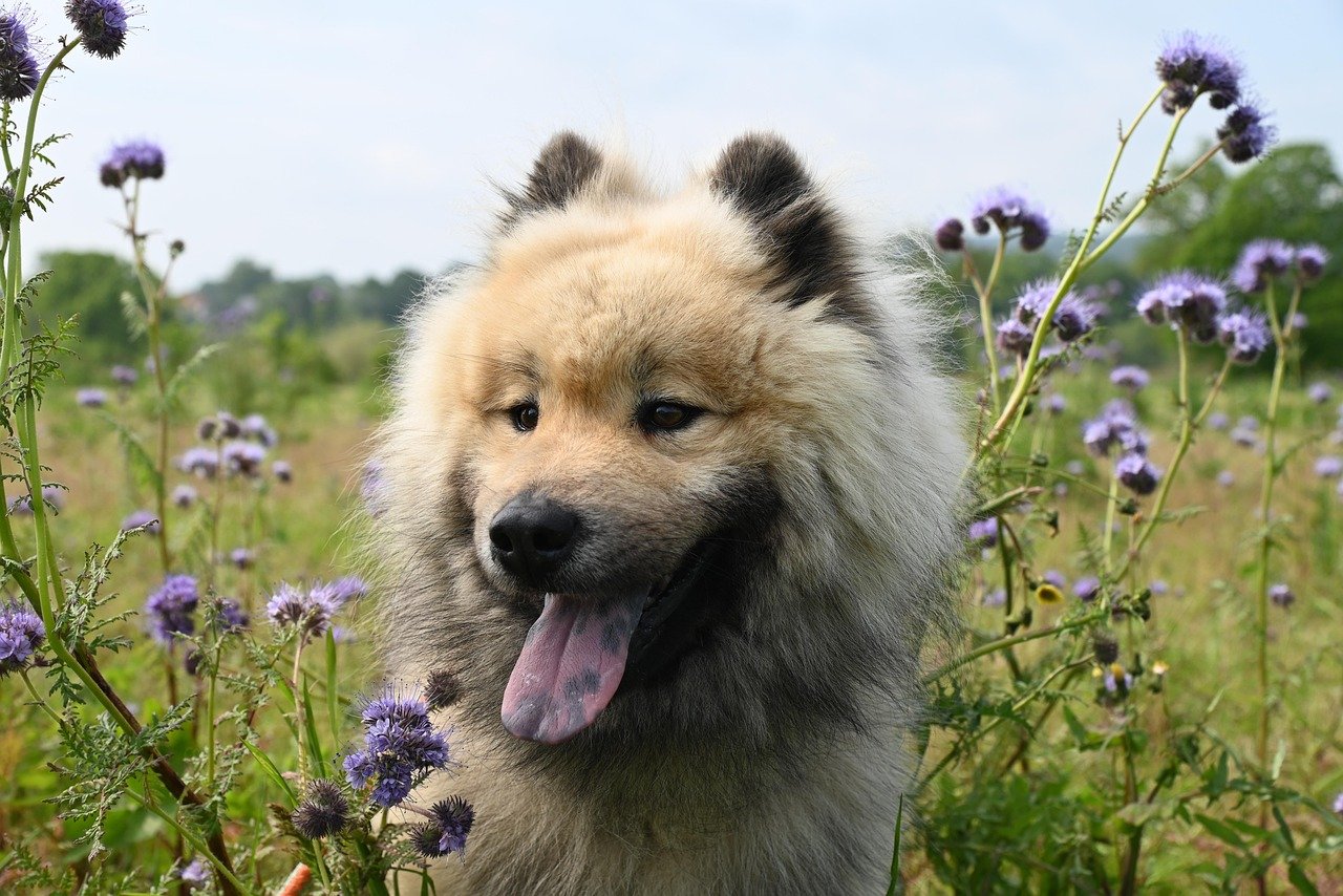 Understand Your Dog's Personality (image credits: pixabay)