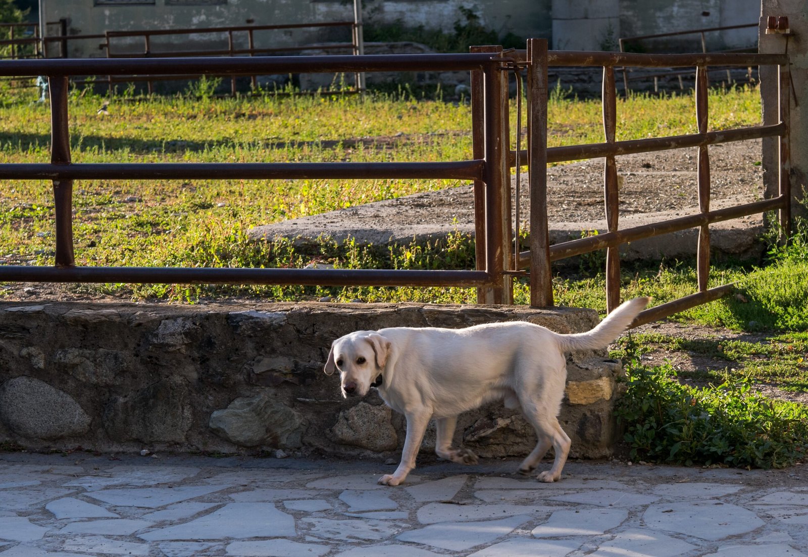 Labrador Retriever: The Friendly Companion (image credits: wikimedia)