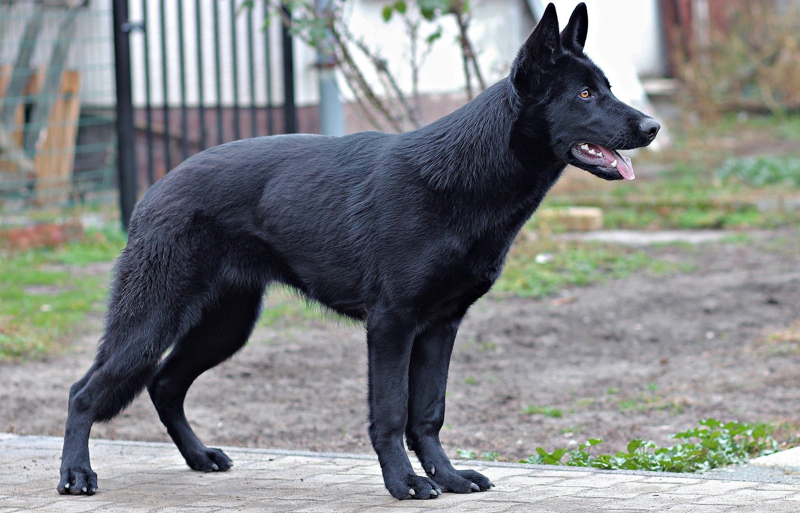 German Shepherd: The Loyal Guardian (image credits: wikimedia)