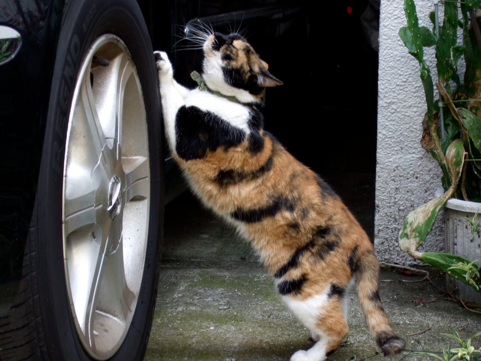 Managing Scratching Behavior (image credits: wikimedia)