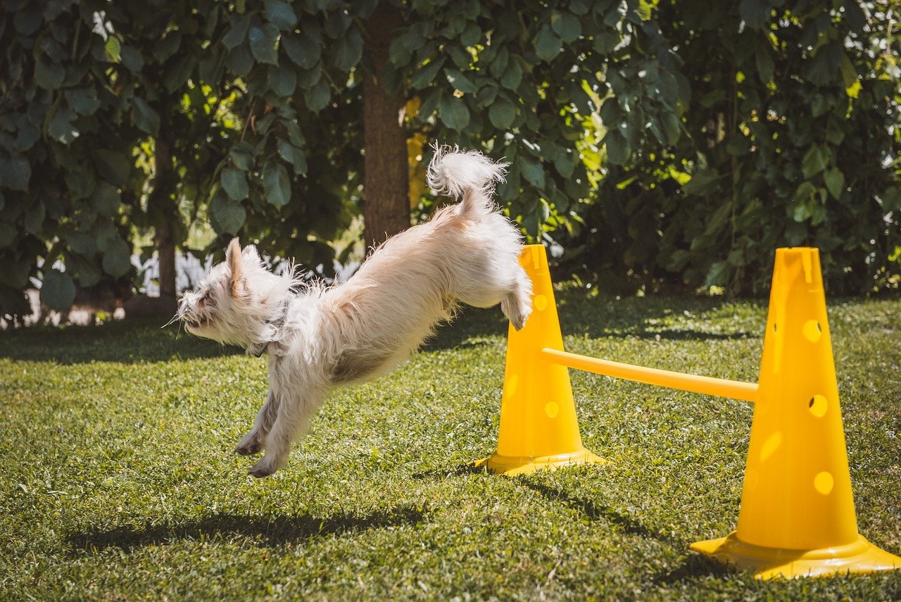 15 Ways to Make Your Dog’s Daily Routine Fun and Engaging