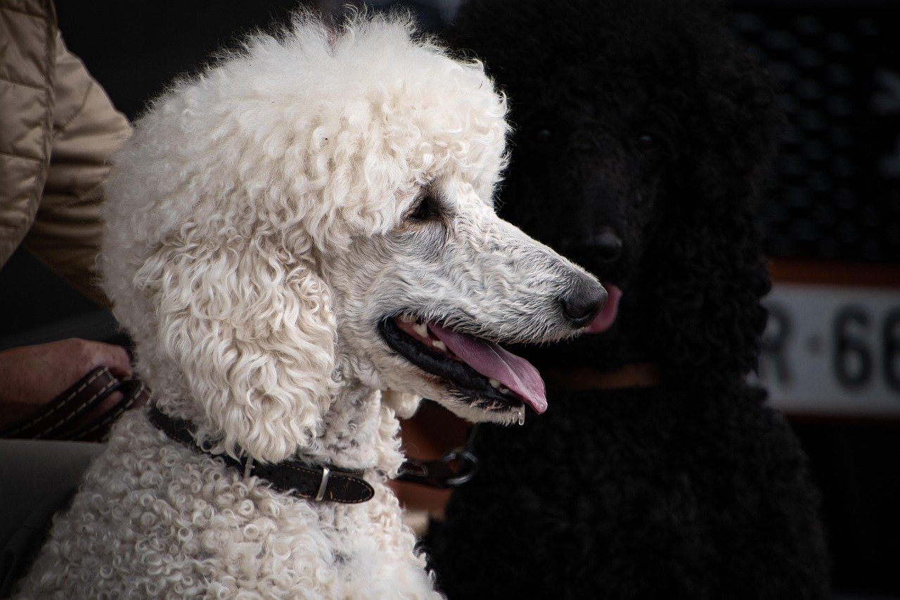 Poodle: The Elegant Socialite (image credits: pixabay)