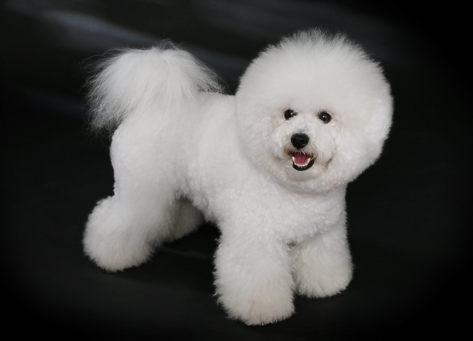 Bichon Frise: The Fluffy Socialite (image credits: wikimedia)