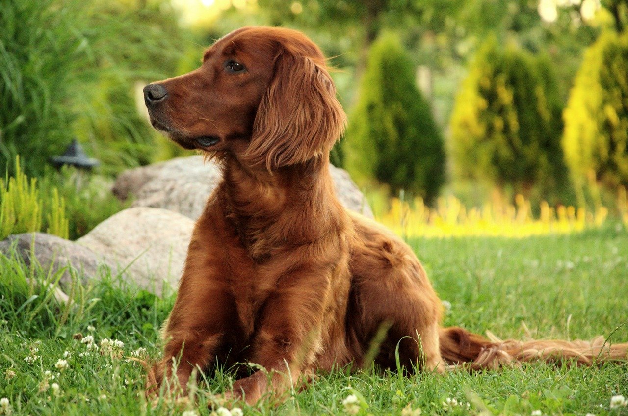 Irish Setter: The Red-Haired Charmer (image credits: pixabay)