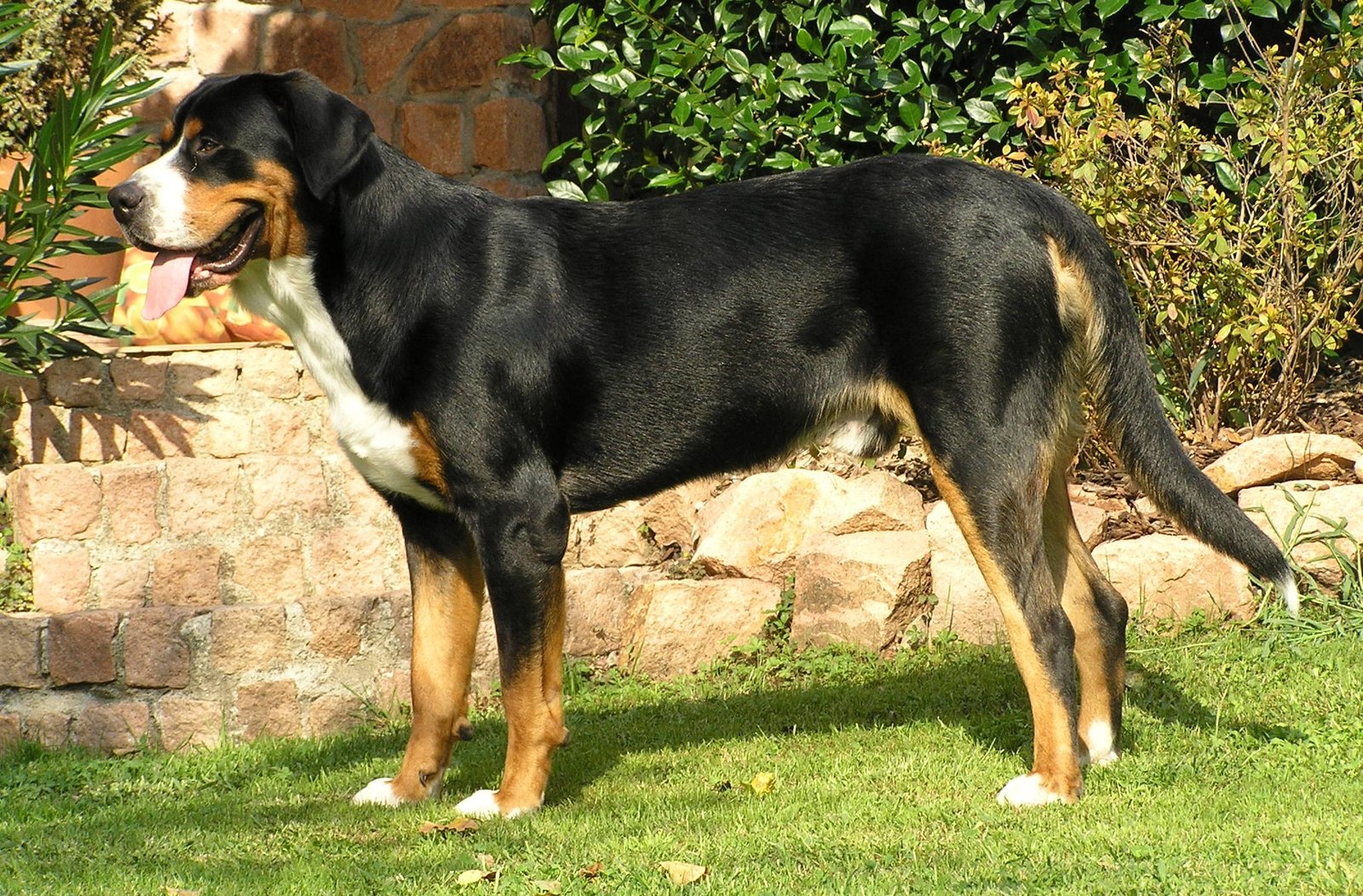Greater Swiss Mountain Dog: The Loyal Worker (image credits: wikimedia)