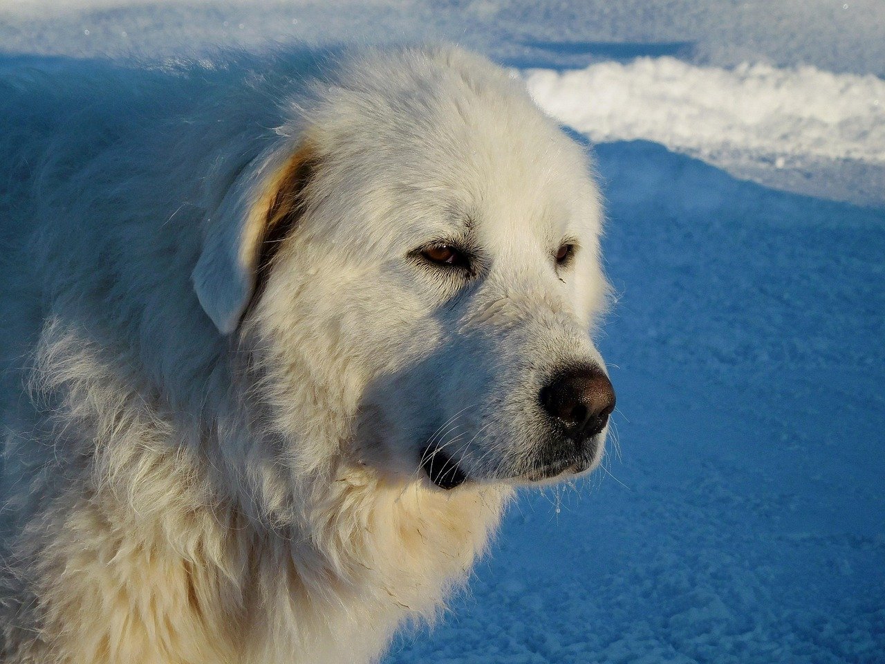 Pyrenean Mountain Dog: The Gentle Protector (image credits: pixabay)