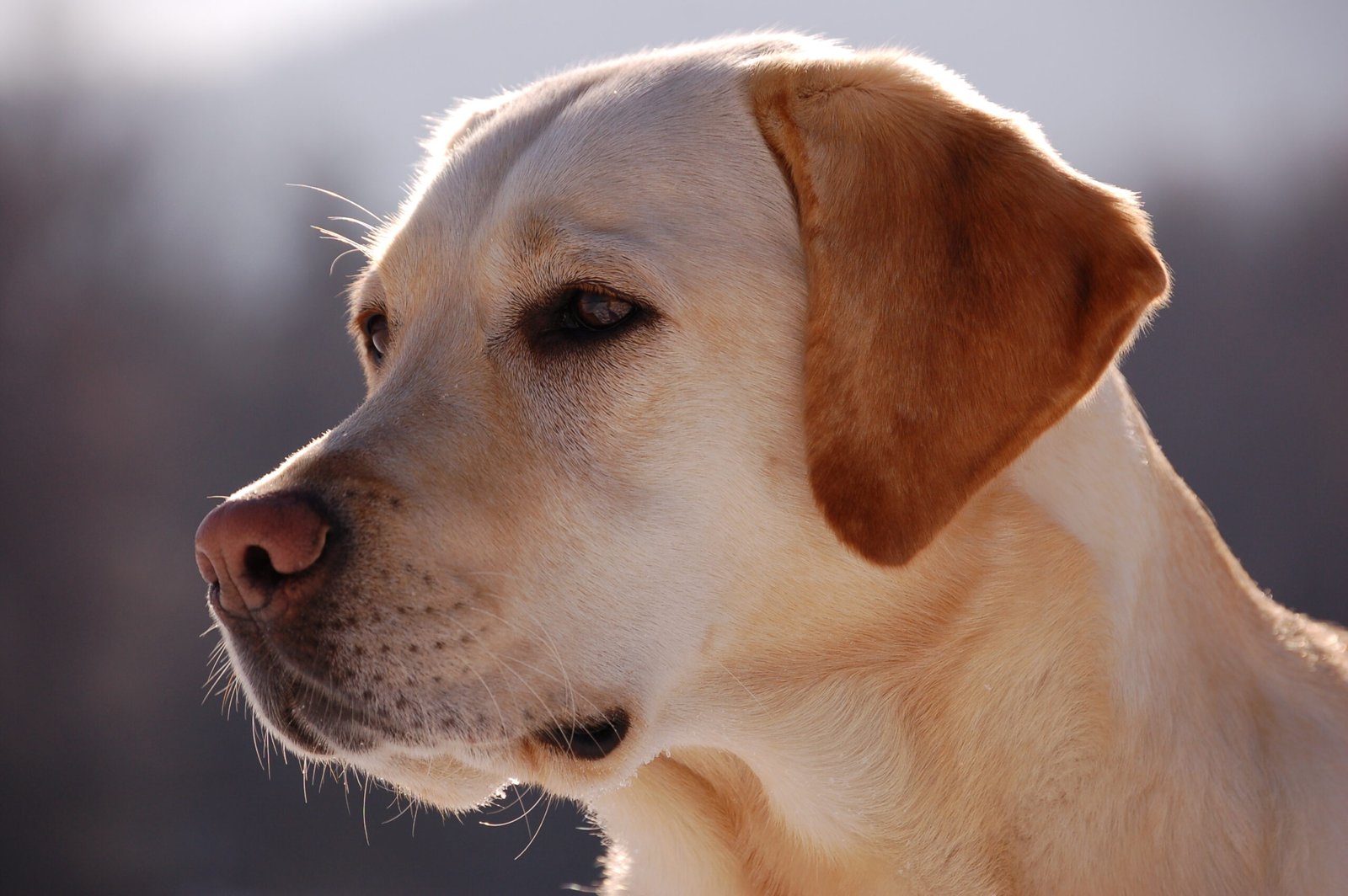 Labrador Retriever: The Ultimate Crowd-Pleaser (image credits: wikimedia)