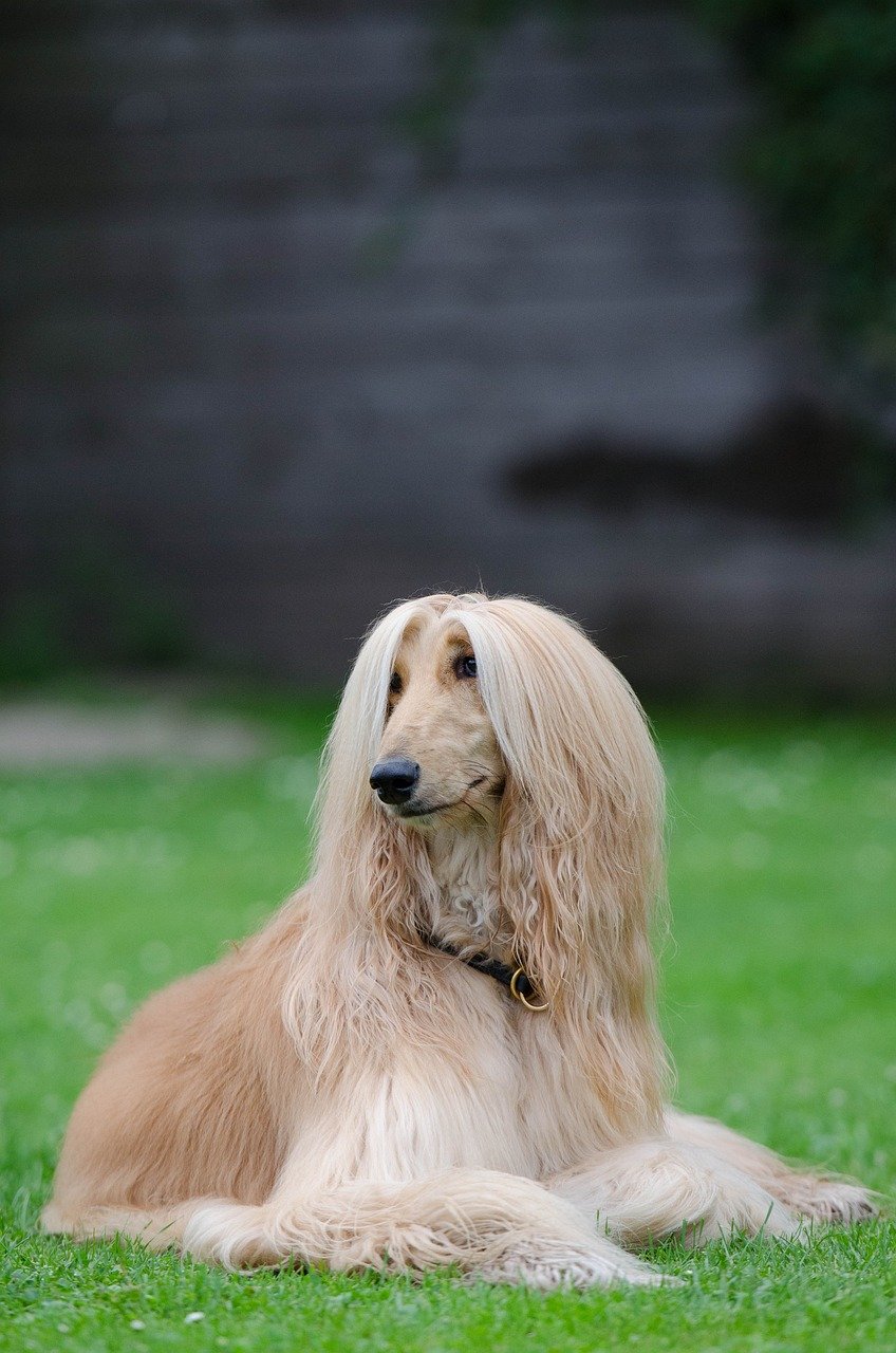 2. The Independent Afghan Hound (image credits: pixabay)
