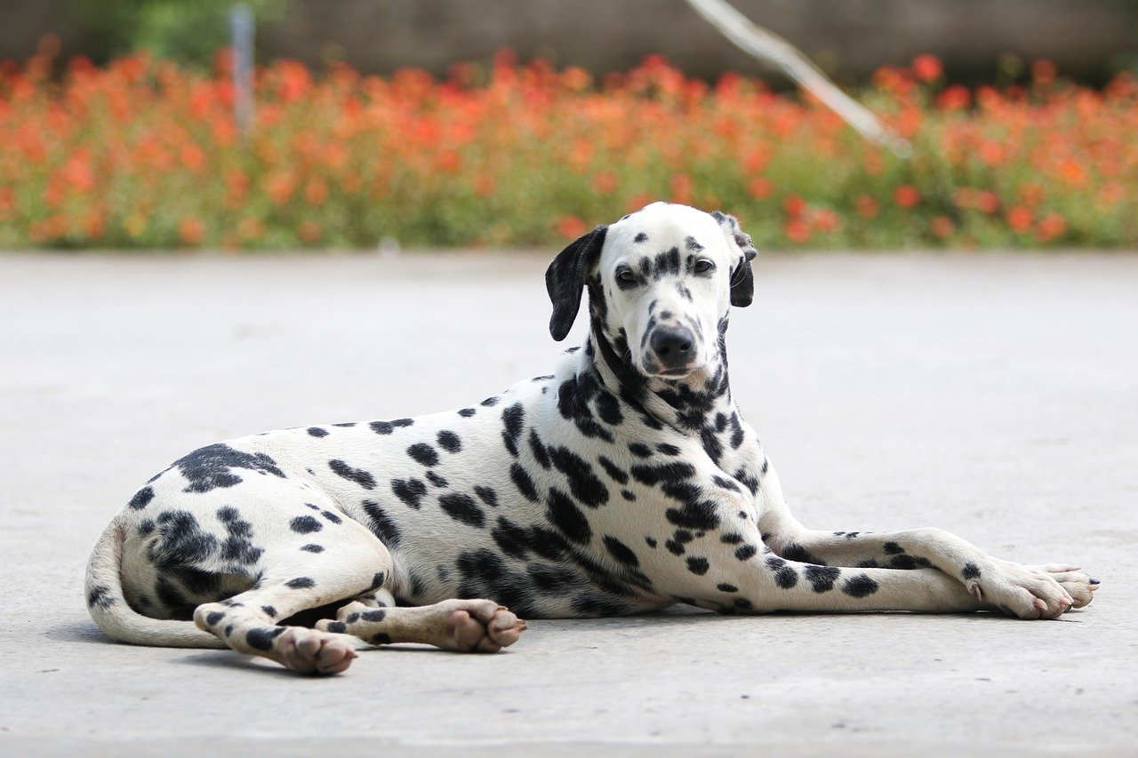 3. The Sensitive Dalmatian (image credits: pixabay)