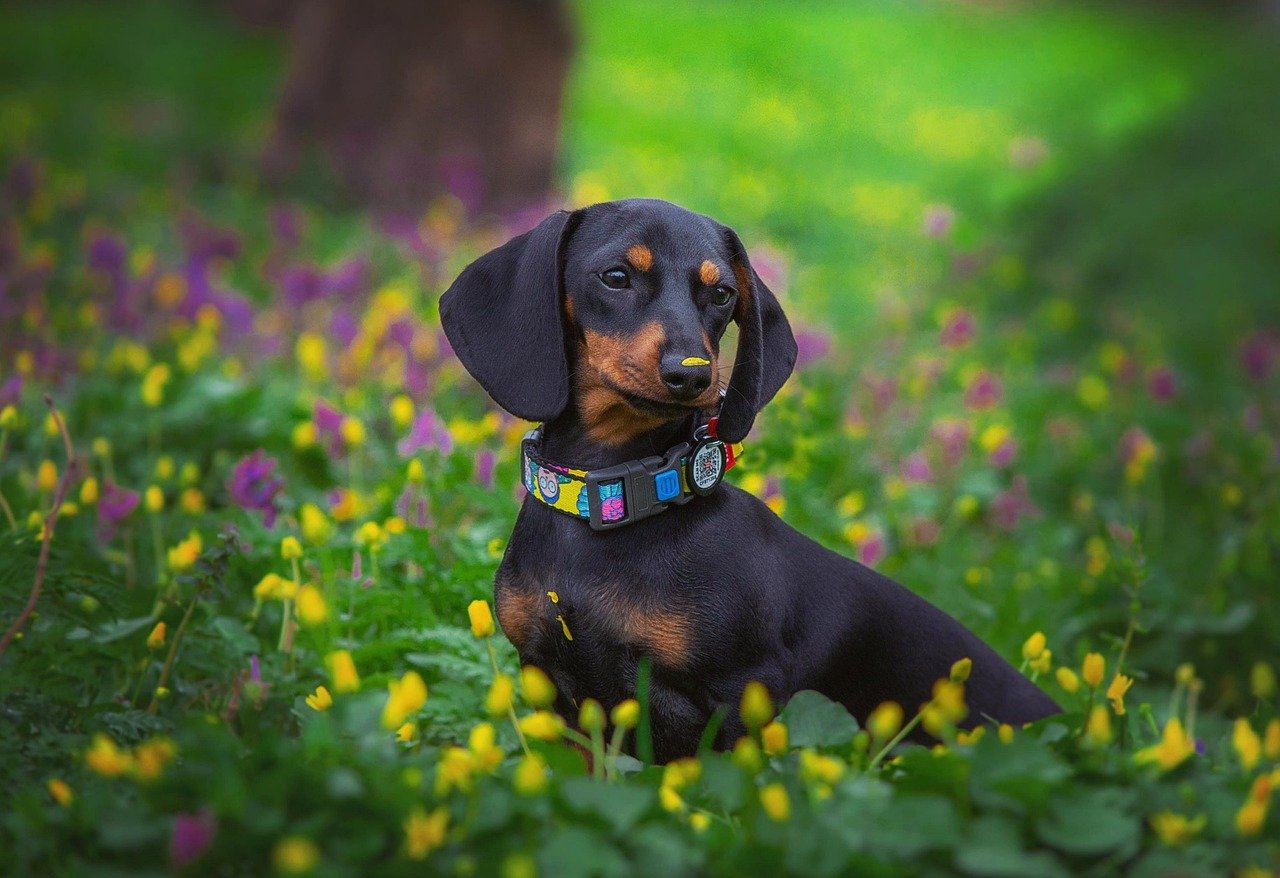 4. The Stubborn Dachshund (image credits: pixabay)