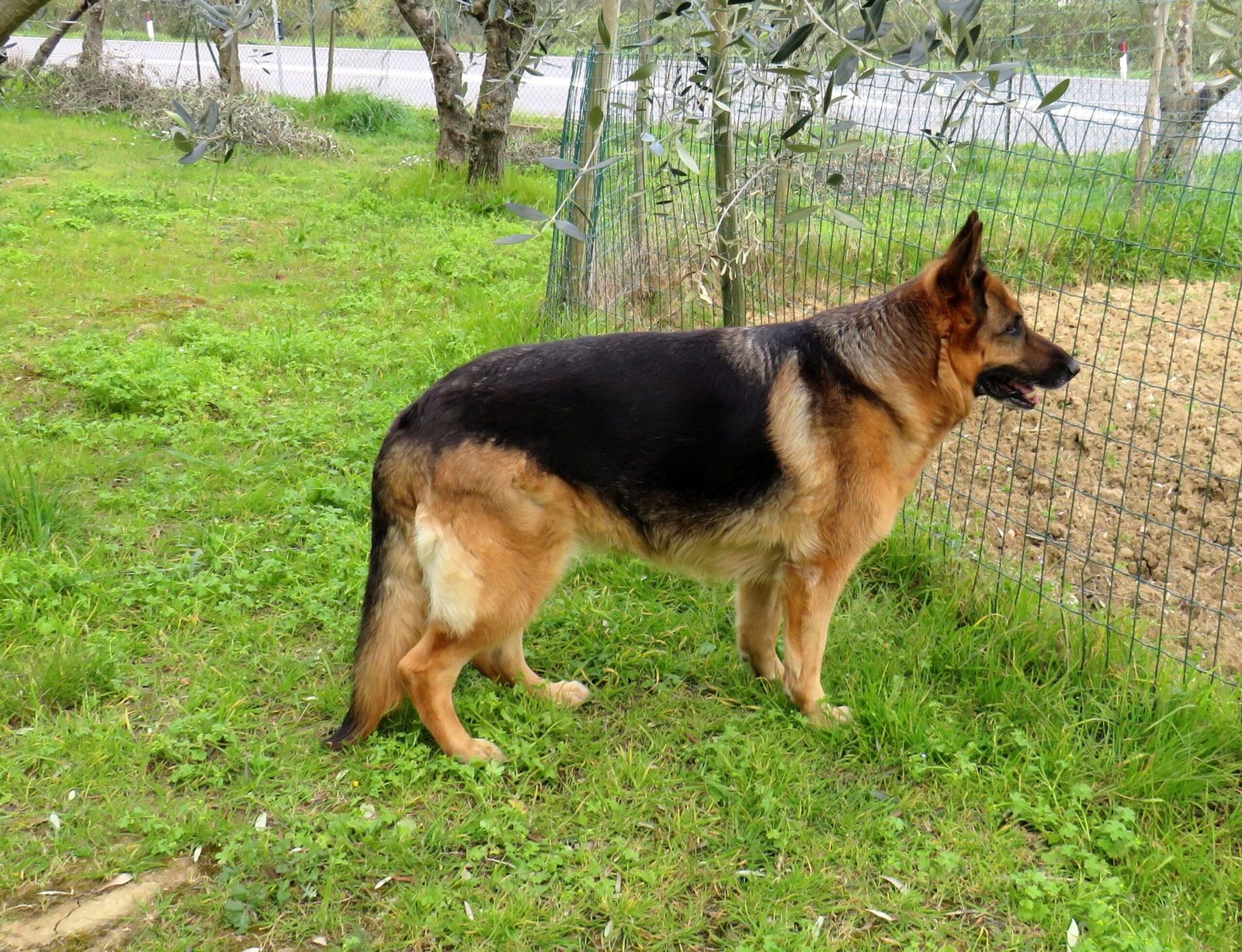 5. The Protective German Shepherd (image credits: wikimedia)