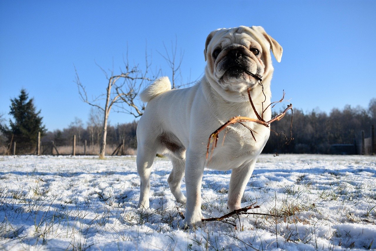 12. The Mischievous Pug (image credits: pixabay)