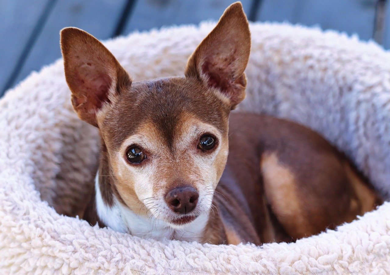 15 Ways to Help Your Dog Cope with Change