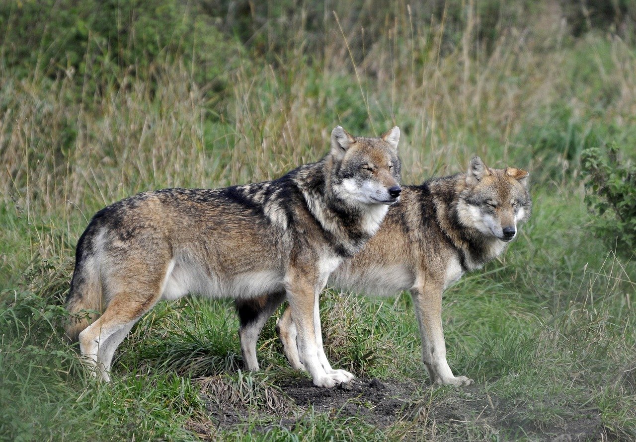 Wolves as Apex Predators (image credits: pixabay)