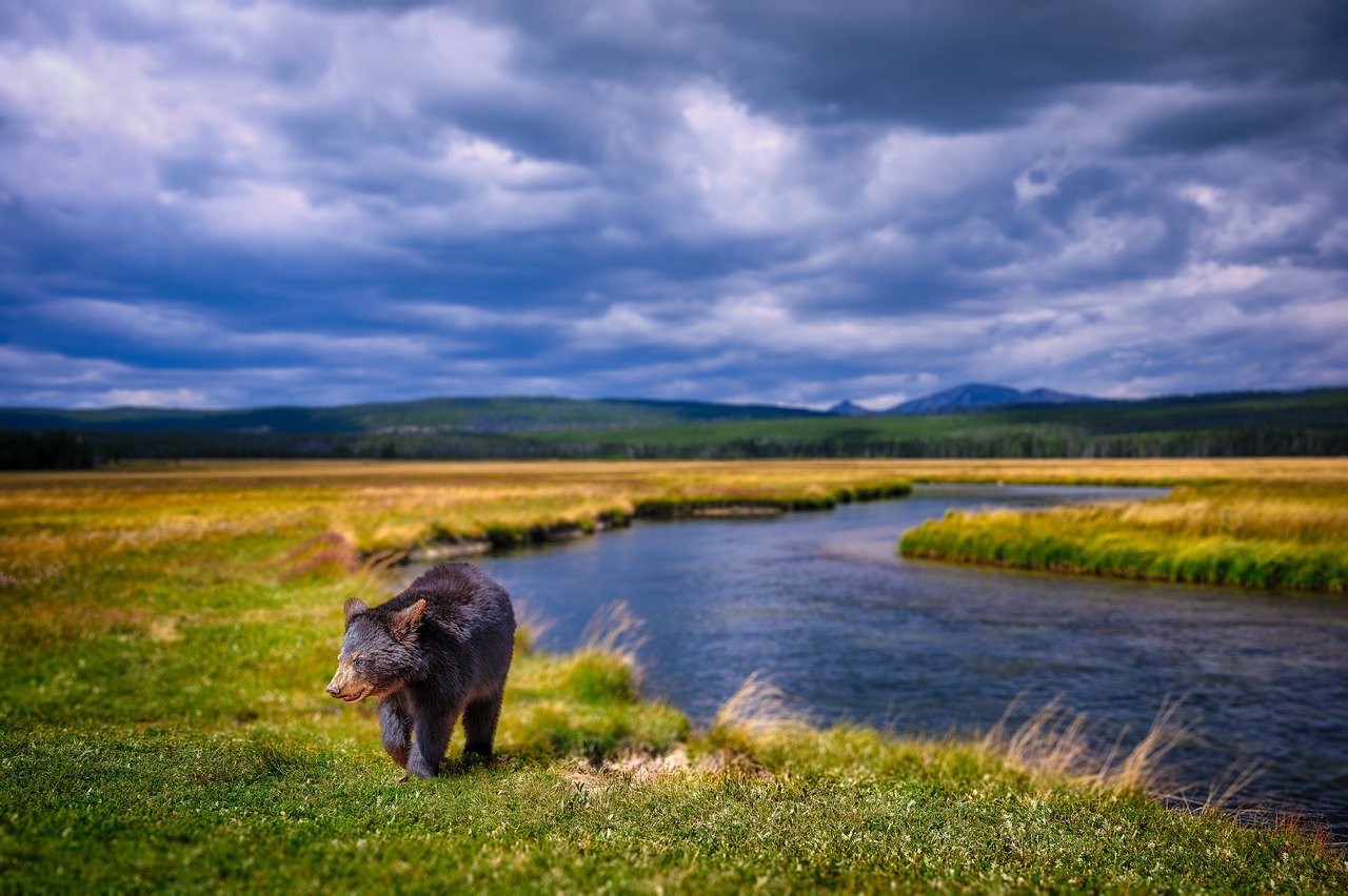 Impact on Vegetation and Biodiversity (image credits: pixabay)