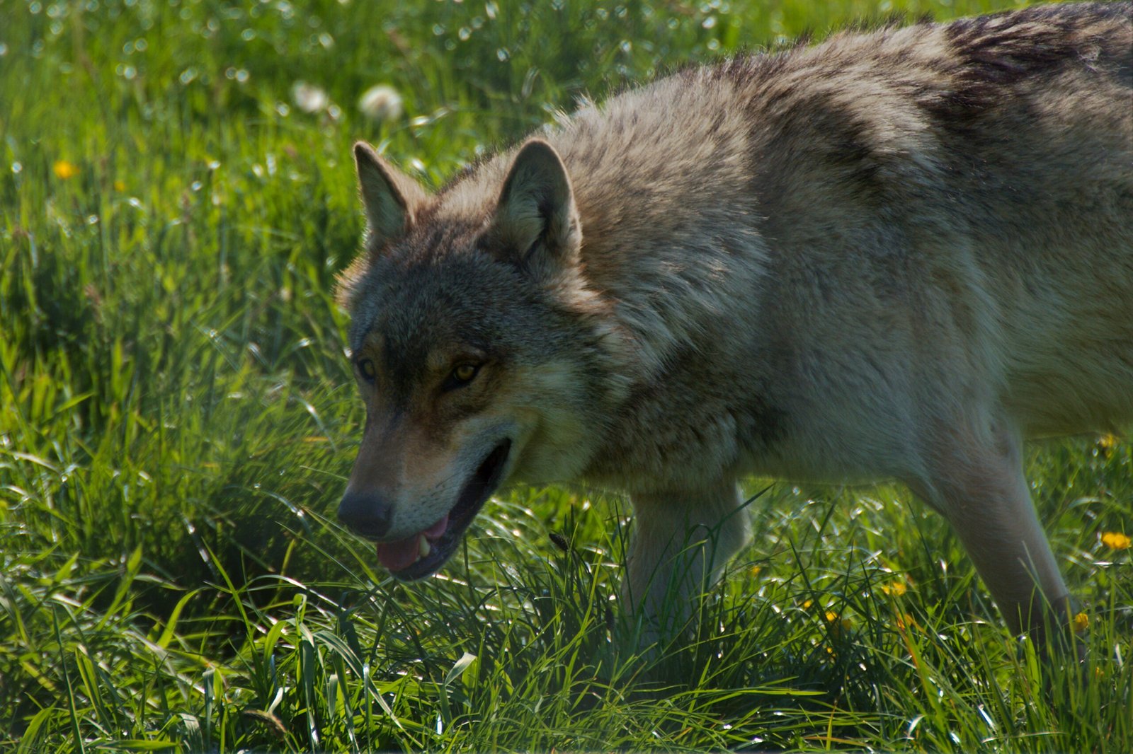 Conservation Efforts and Management (image credits: wikimedia)