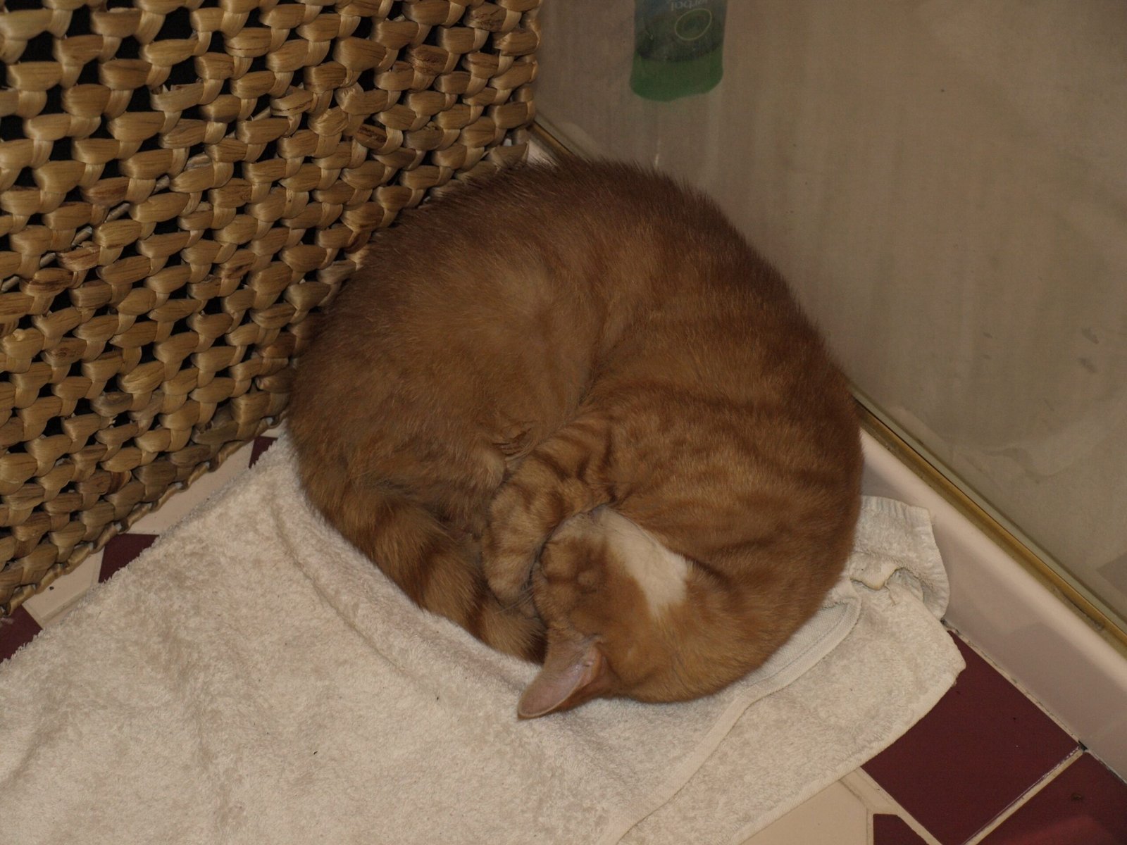 The Cozy Curl (image credits: wikimedia)