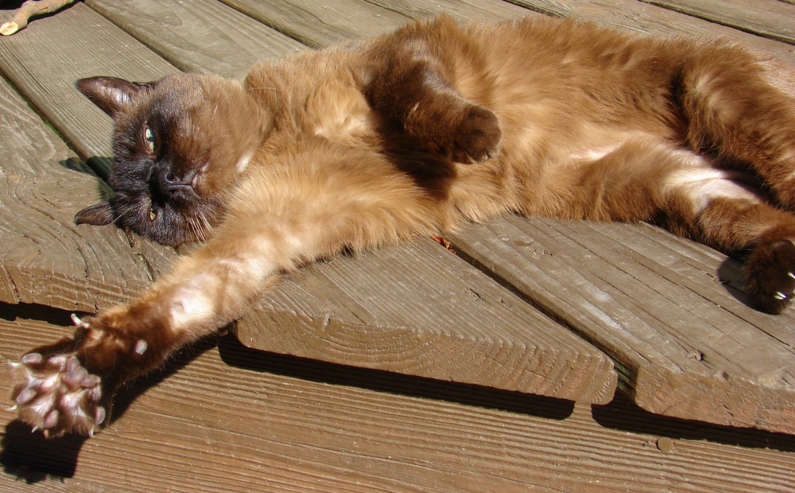 Tonkinese: The Social Butterflies (image credits: wikimedia)
