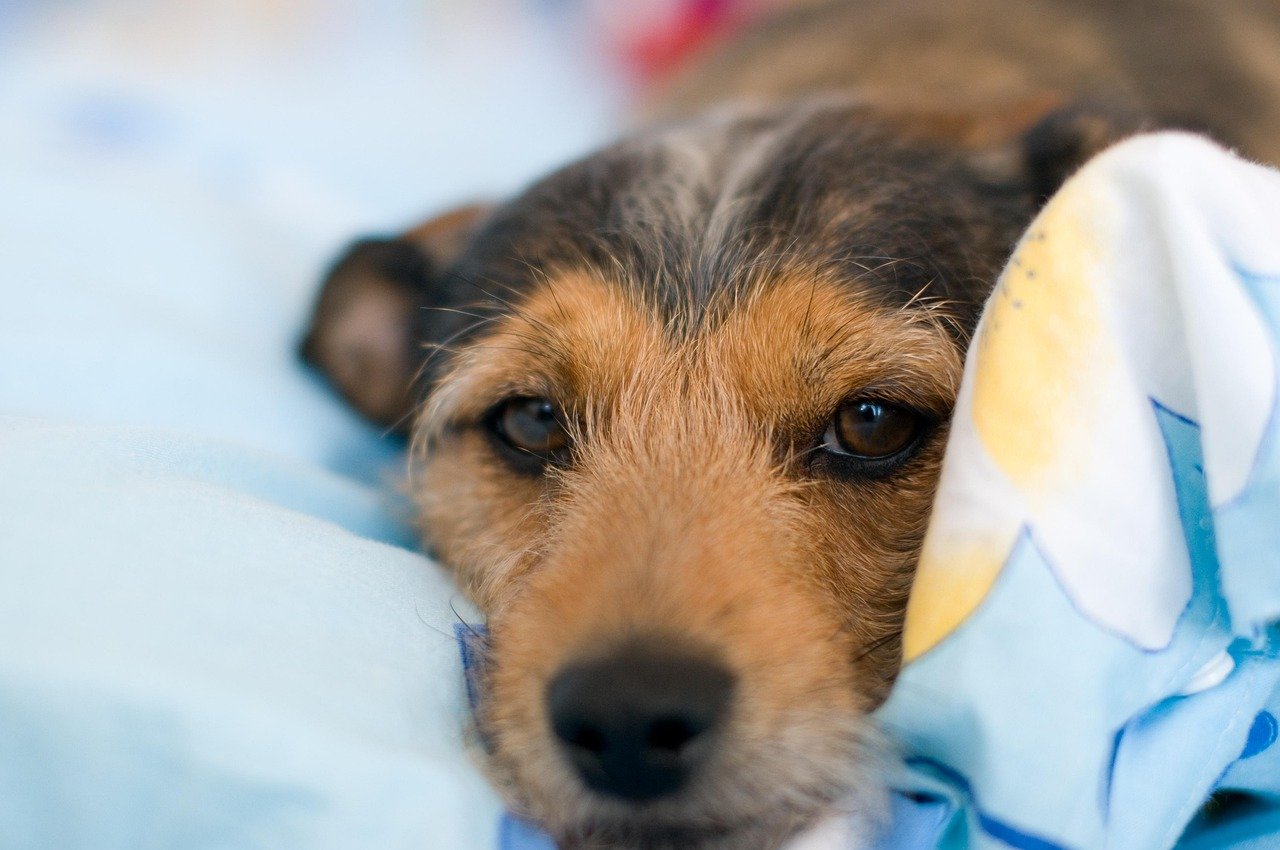 10 Tips for Handling Your Dog’s Fear or Anxiety
