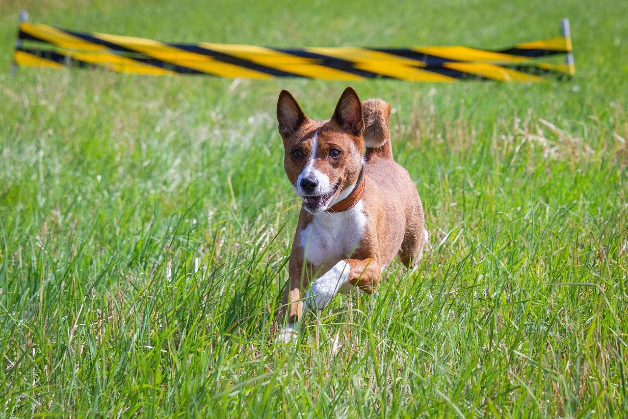 Basenjis: The Reserved Explorers (image credits: pixabay)