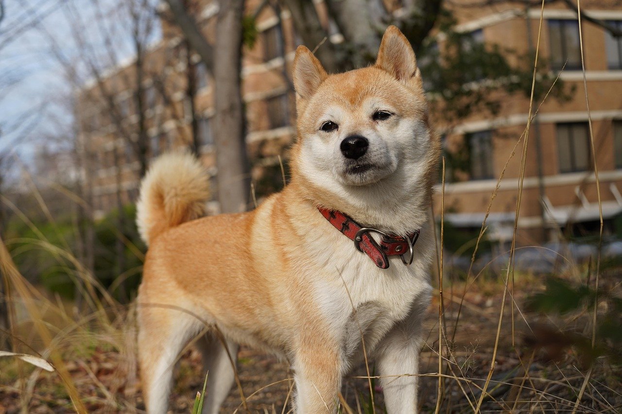 Shiba Inus: The Modest Companions (image credits: pixabay)