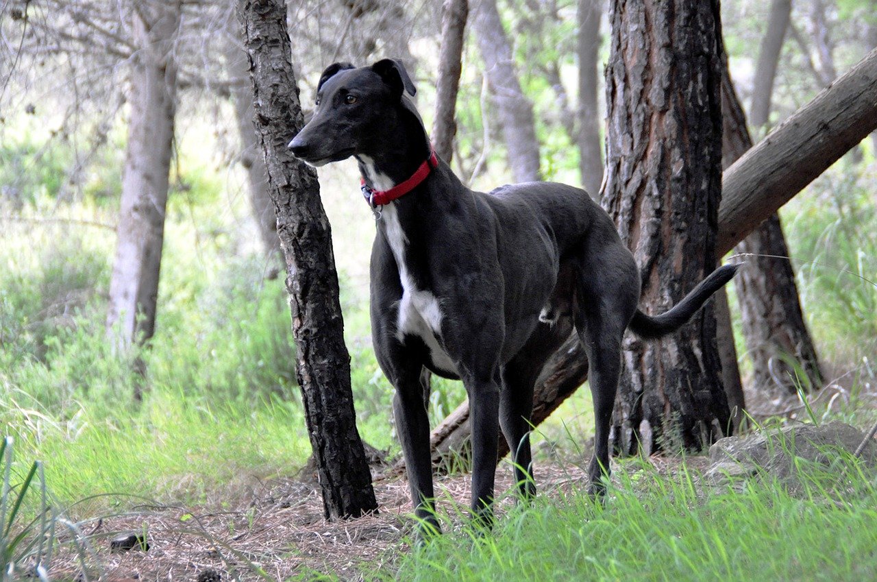 Greyhounds: The Quiet Contemplators (image credits: pixabay)