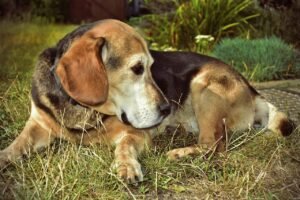 Beagles: The Curious Socialites