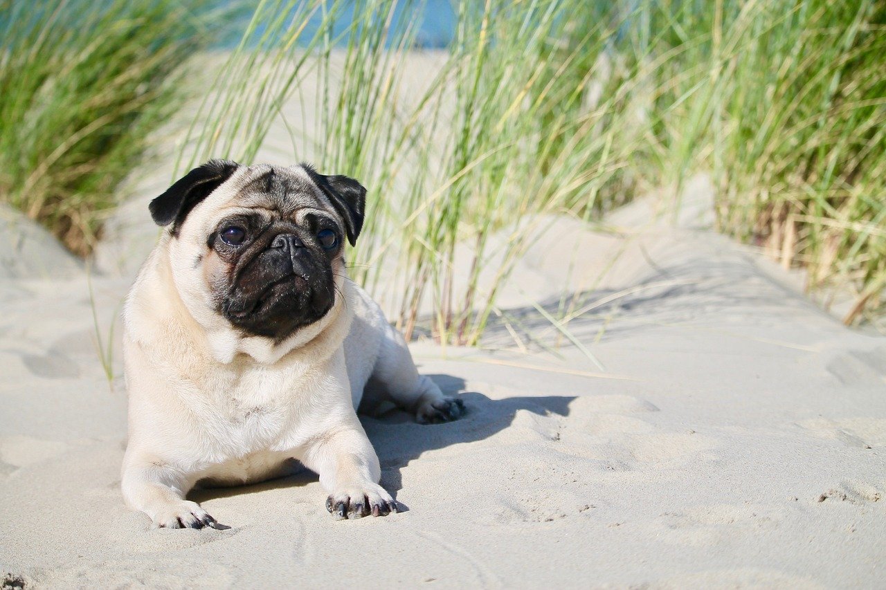 Pugs: The Lovable Entertainers (image credits: pixabay)