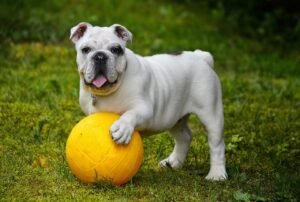 15 Ways to Help Your Dog Cope with Change