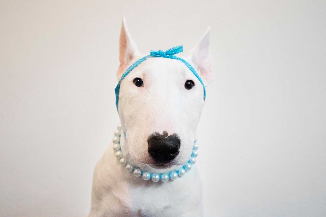 Social Butterflies: The Sociable Side of Bull Terriers (image credits: pixabay)