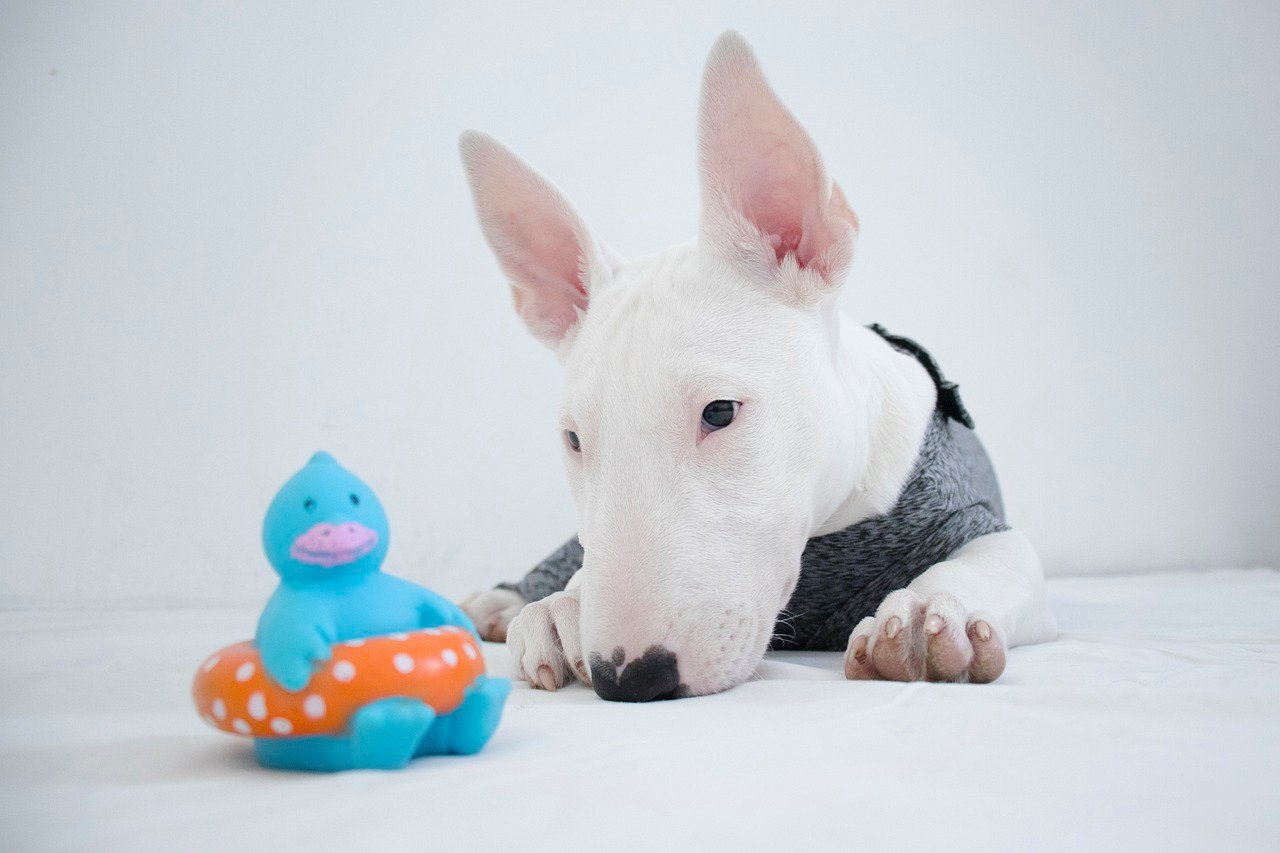 Aesthetic Appeal: The Unique Look of Bull Terriers (image credits: pixabay)