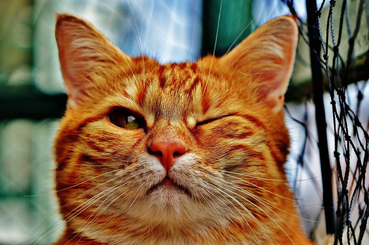 1. Purring with Contentment (image credits: pixabay)