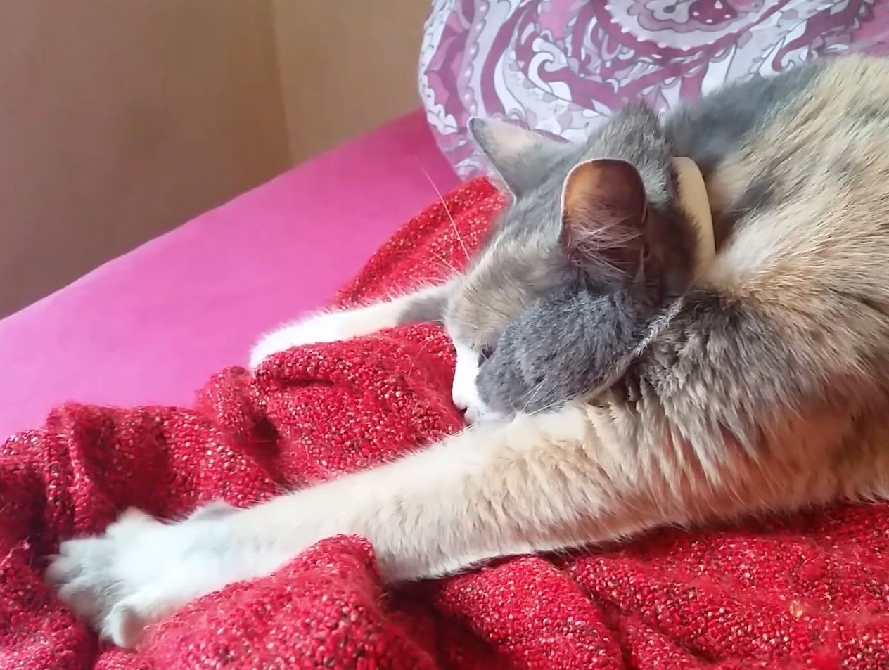 4. Kneading with Their Paws (image credits: wikimedia)