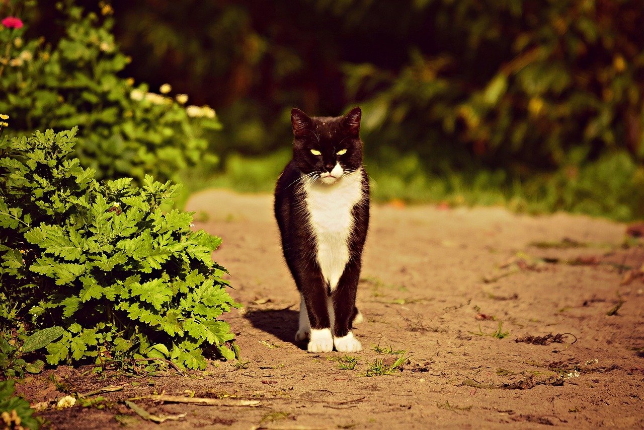 5. Following You Around (image credits: pixabay)
