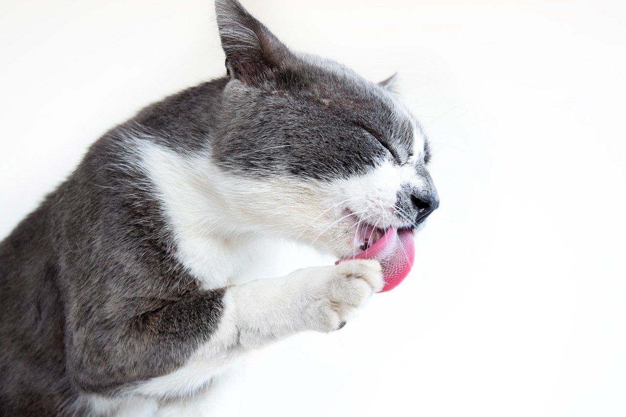 10. Grooming You (image credits: pixabay)