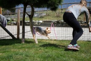 10 Ways to Make Your Dog's Daily Routine Fun and Engaging