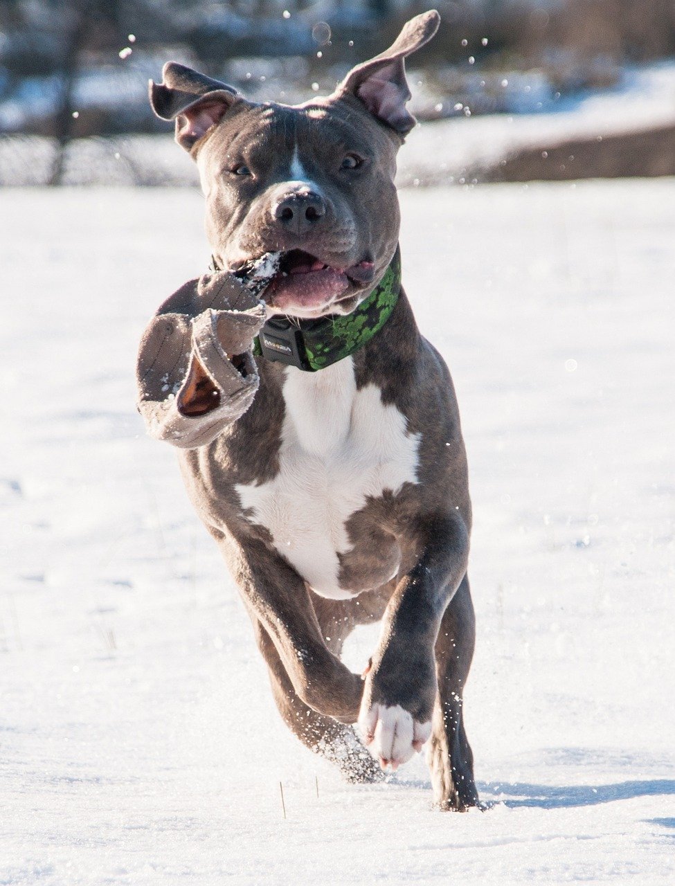 Playful Companions (image credits: pixabay)