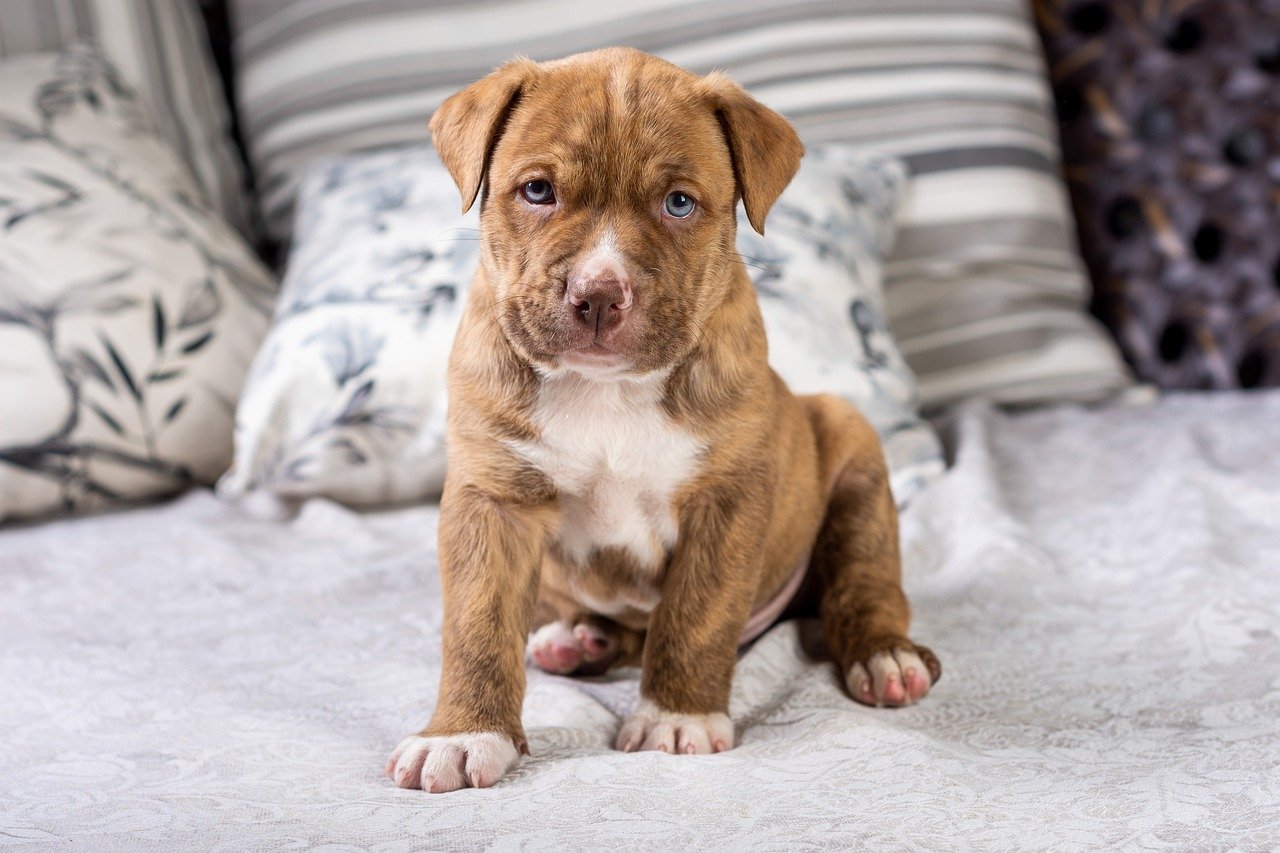 How The Pittie’s Temperament is Perfect for Families Who Like Gentle Dogs