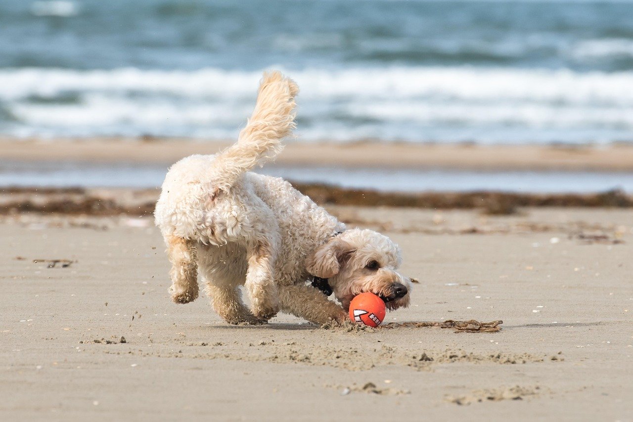 Beach Day Bliss (image credits: pixabay)