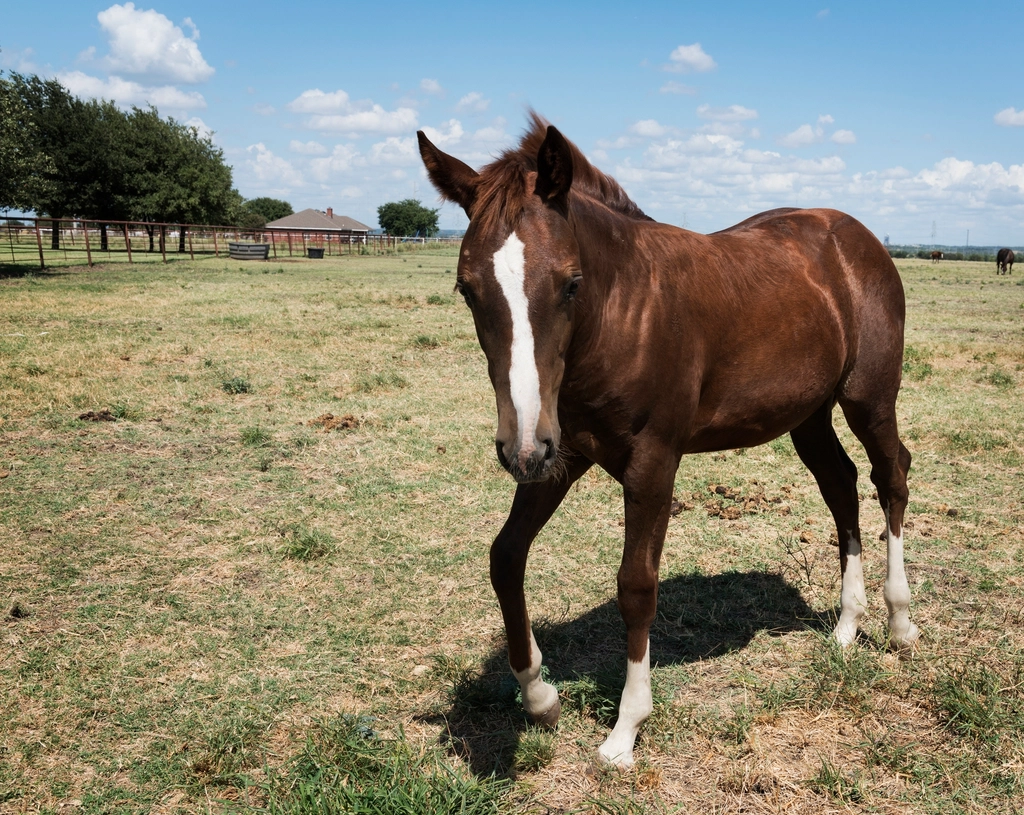 Quarter Horse: The Trustworthy Partner (image credits: rawpixel)