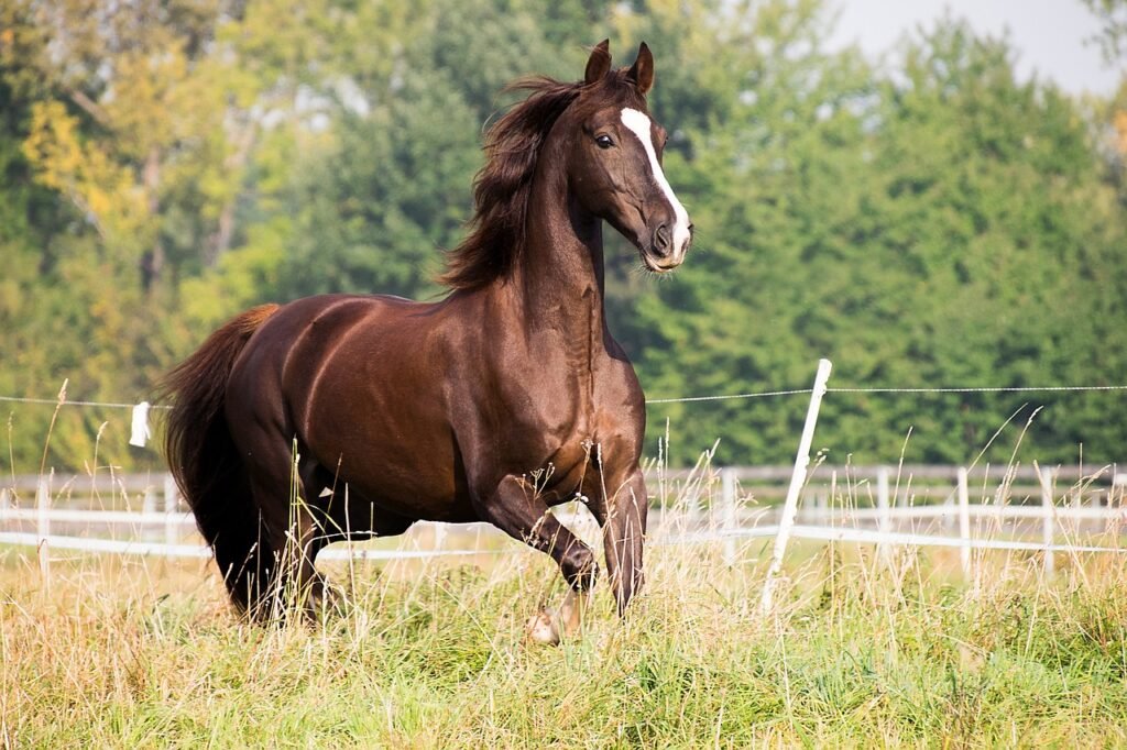 American Saddlebred: The Showstopper