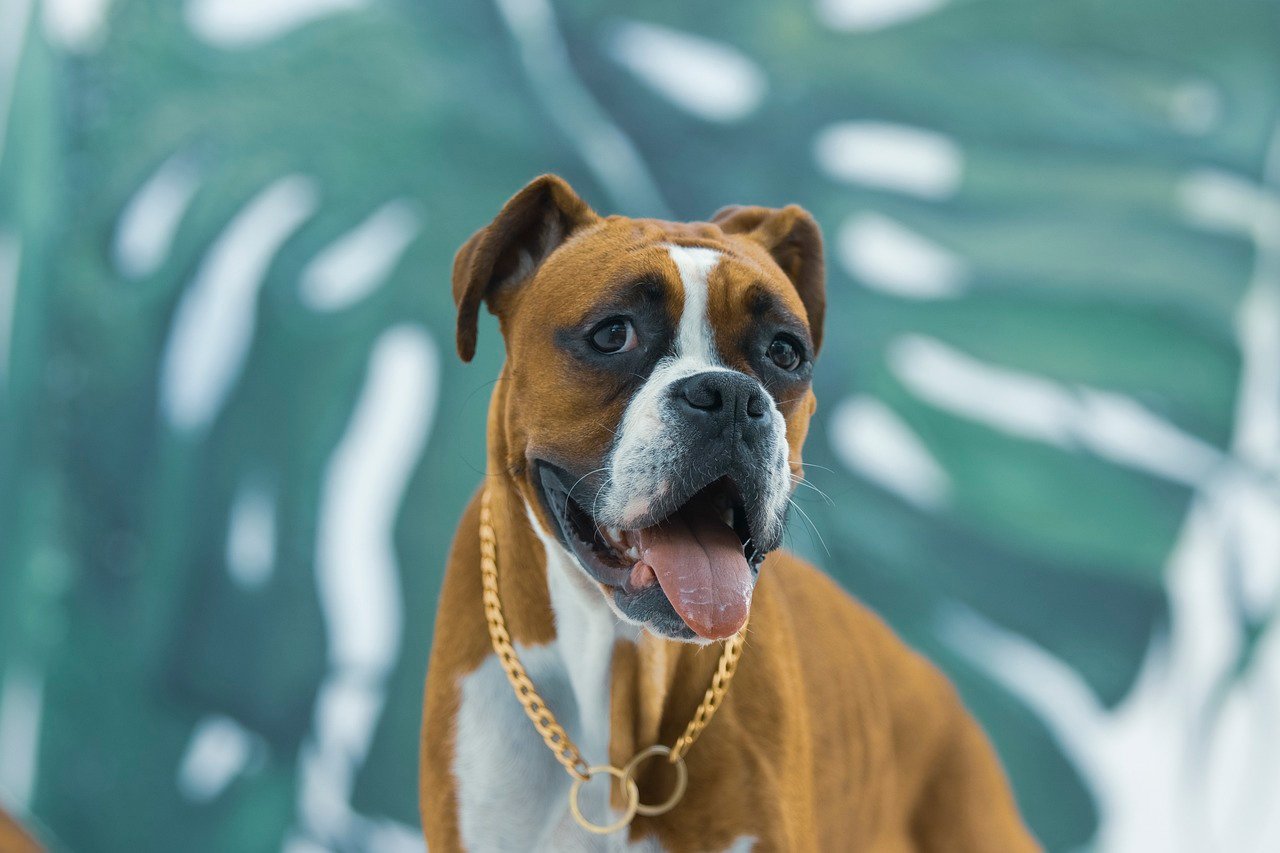 Boxer: The Energetic Guardian (image credits: pixabay)