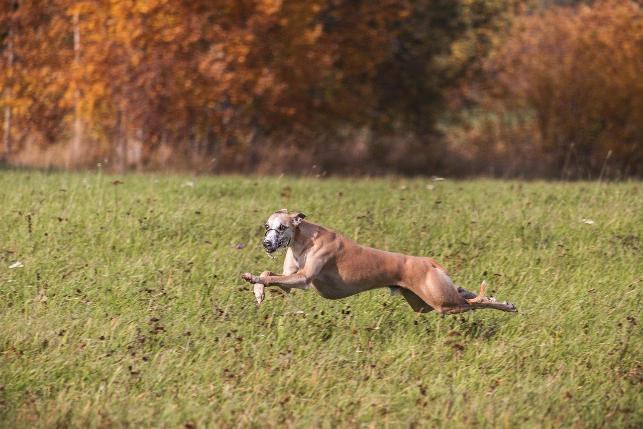 Whippet: The Agile Athlete (image credits: pixabay)