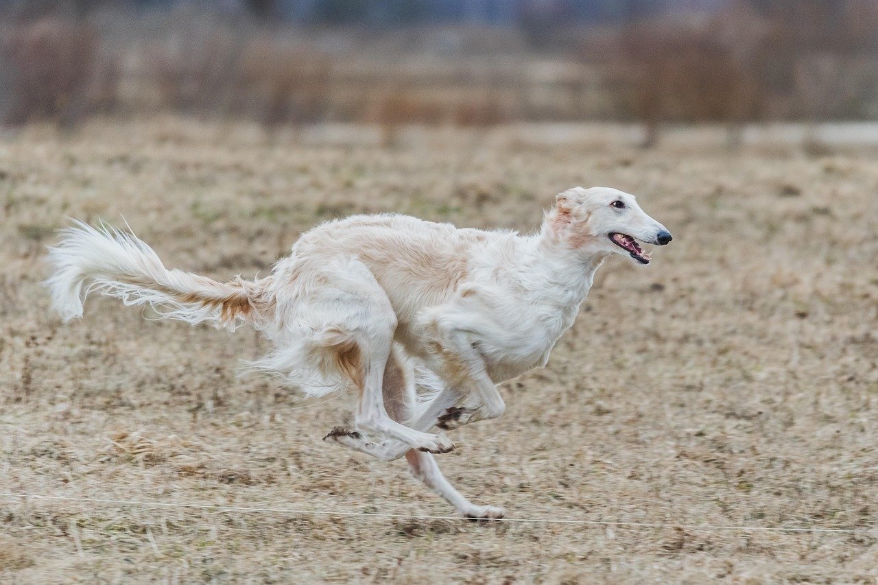 Borzoi: The Russian Wolfhound (image credits: pixabay)