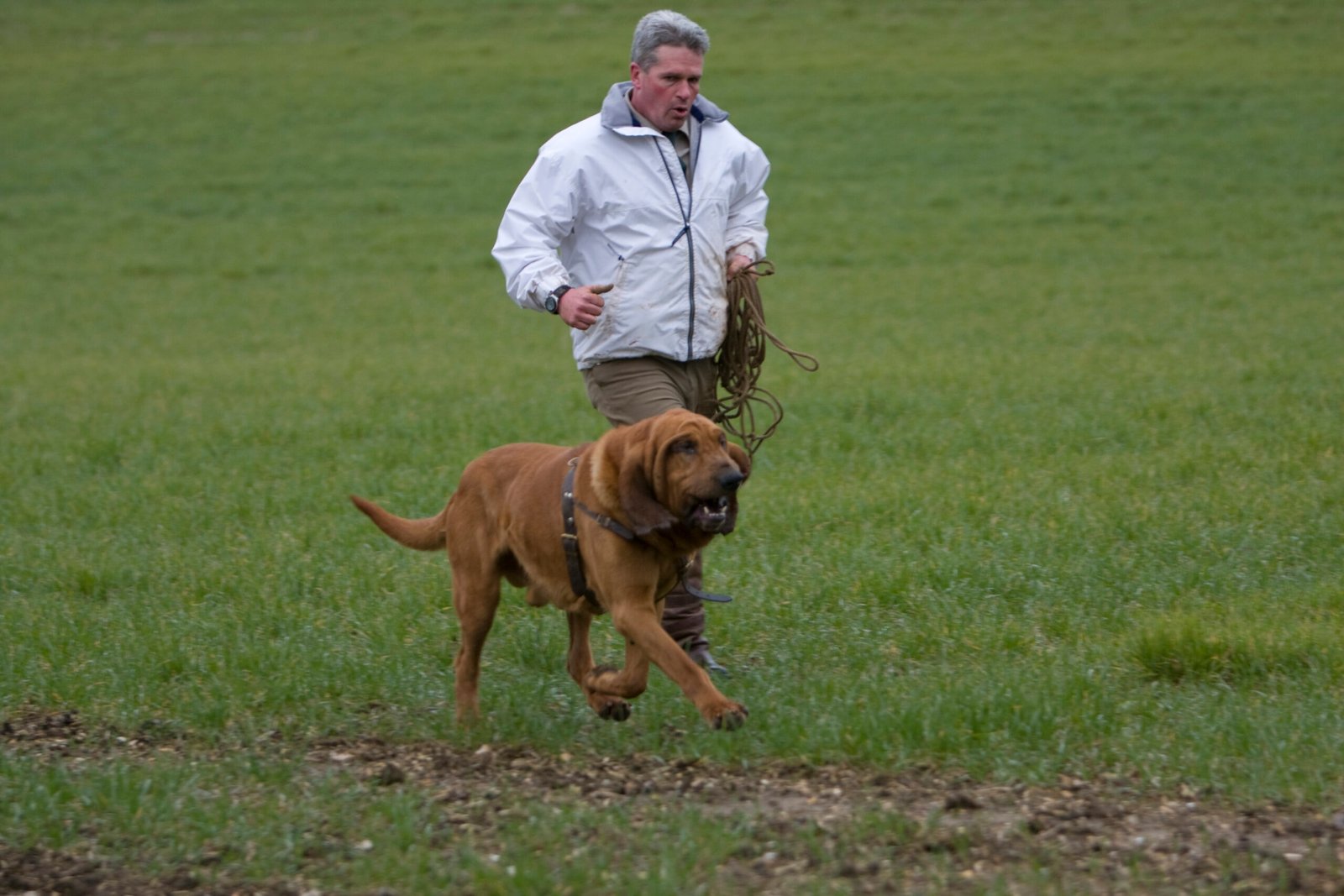 Bloodhound: The Legendary Tracker (image credits: wikimedia)