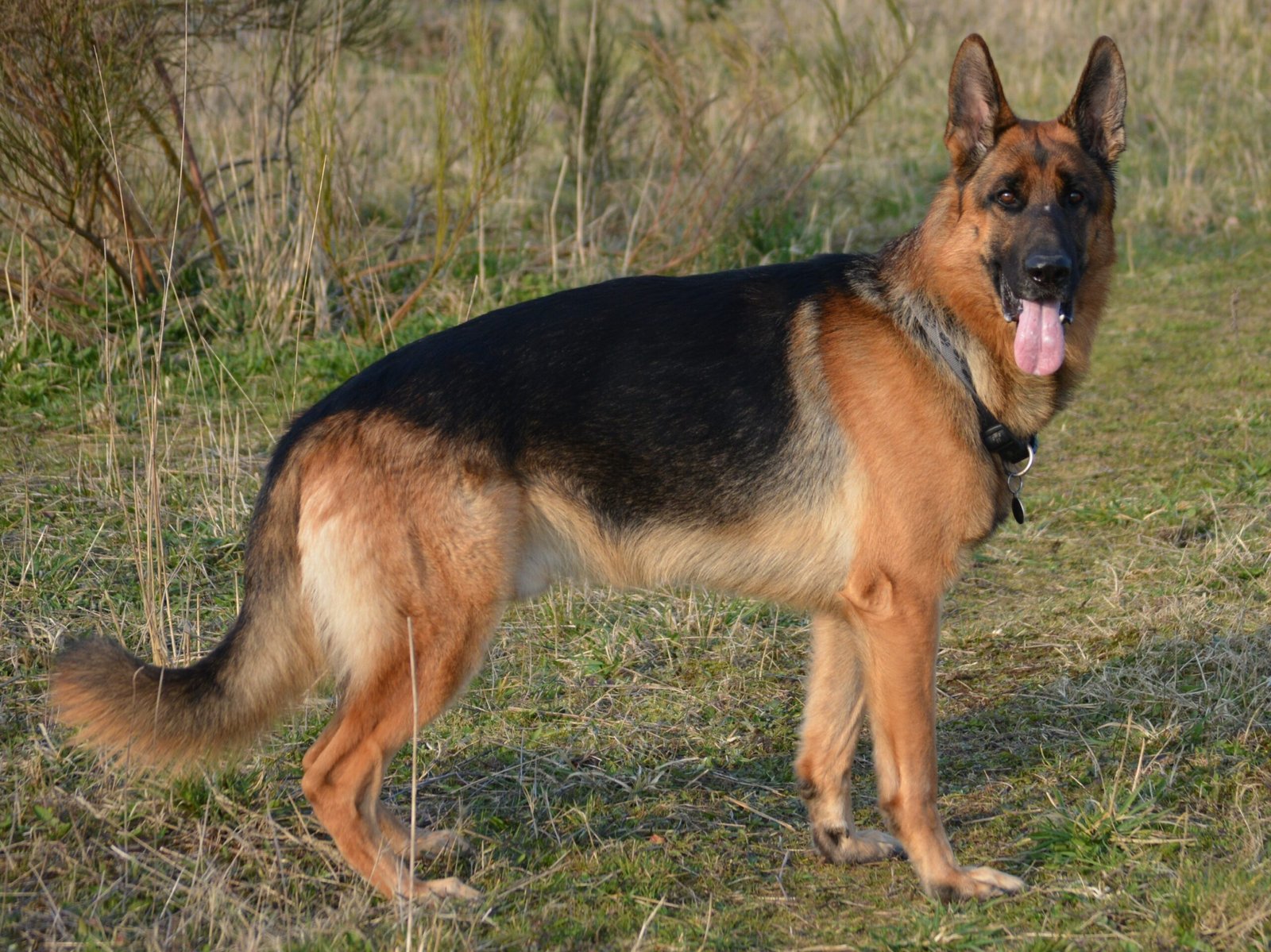 German Shepherd: The Versatile Sniffer (image credits: wikimedia)