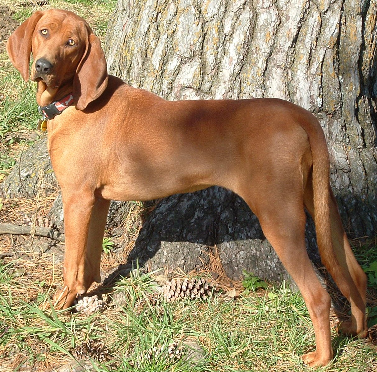 Coonhound: The Nighttime Tracker (image credits: wikimedia)