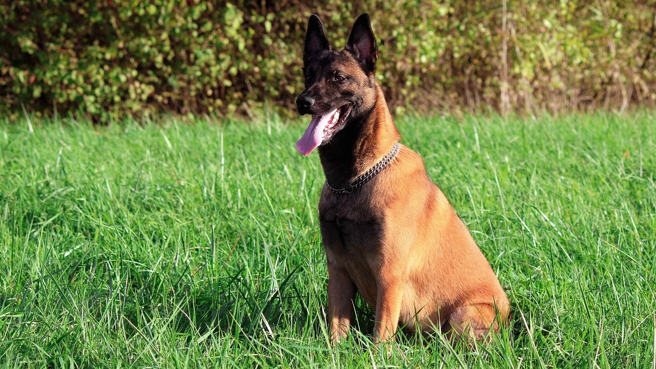 Belgian Malinois: The Sharp-Nosed Hero  (image credits: pixabay)