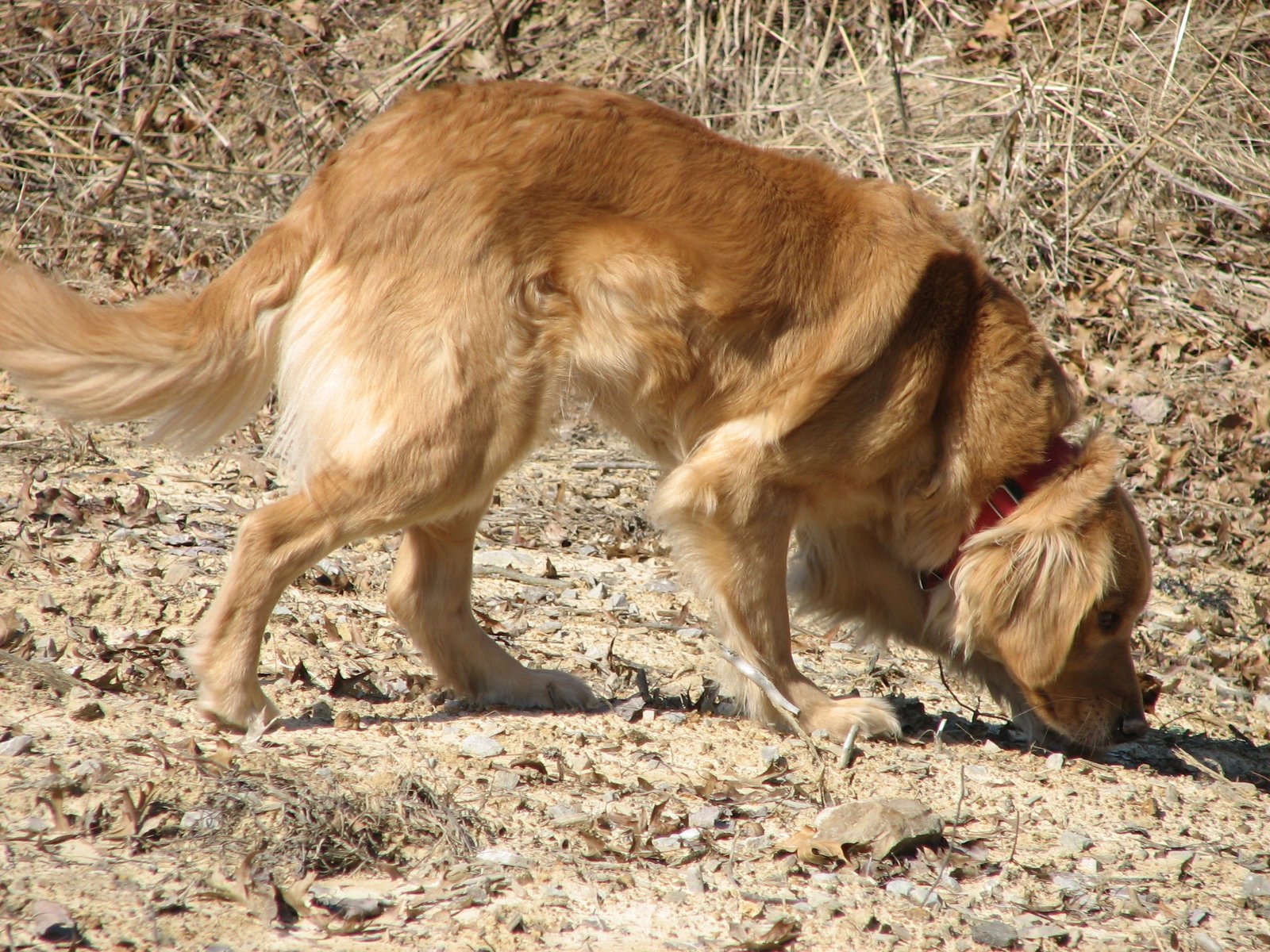 Conclusion (image credits: wikimedia)