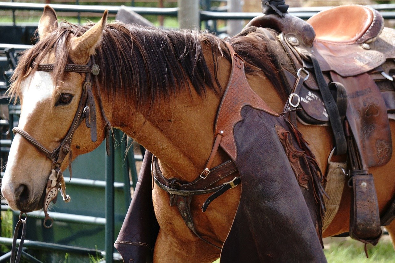American Quarter Horse (image credits: pixabay)